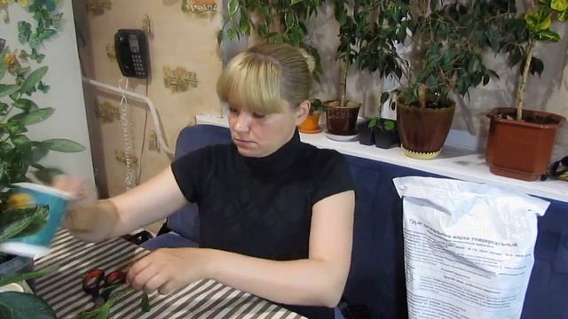 Как черенковать пепино . смотреть онлайн