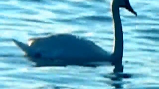 Геленджик белый лебедь смотреть онлайн