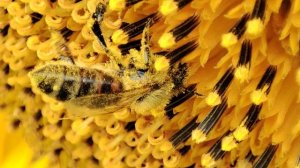 Пчела трудится на пасеке, скоро будет мед
