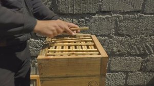 Дом для диких и домашних пчел