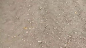 Прикол про мотоблок видео с моим другом ( чуть не перевернулись )