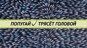 Почему попугай трясёт головой. Какие болезни приводят к трясению головой.