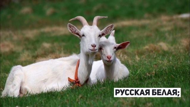 Молочные породы коз смотреть онлайн