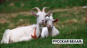 Молочные породы коз