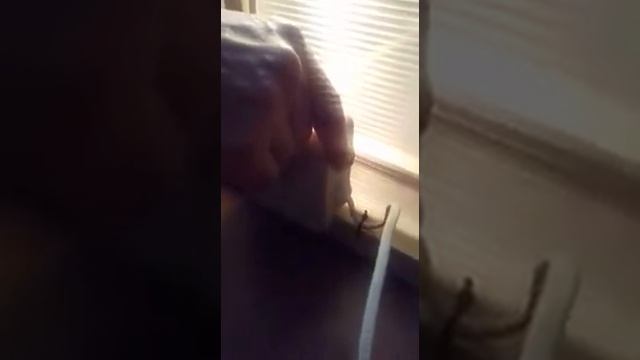 Брудер для цыплят и перепелов