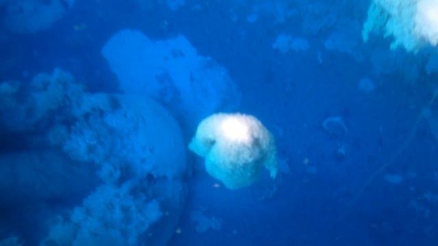 1.5 Кг СЕРЕБРА 999 из контактов 1.5 Kg of SILVER 999 from contacts смотреть онлайн