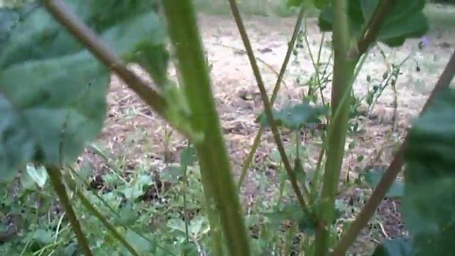 Riconoscere la Malva (Malva Sylvestris), le proprietà e come cucinarla. смотреть онлайн