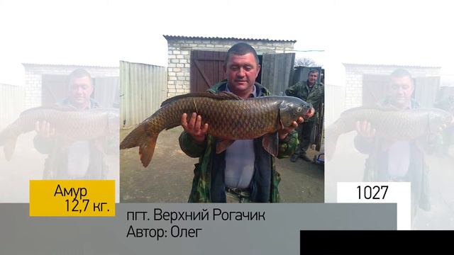 Фотоальбом - Рыбалка №205 смотреть онлайн