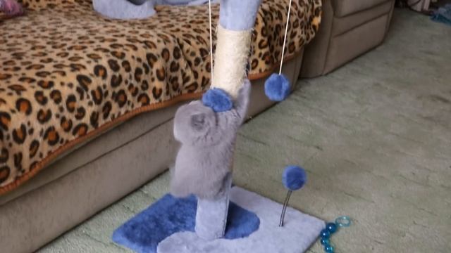 Шотландский вислоухий котенок играет с когтеточкой :) смотреть онлайн