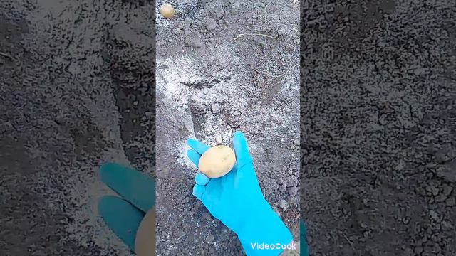 посадка картофеля