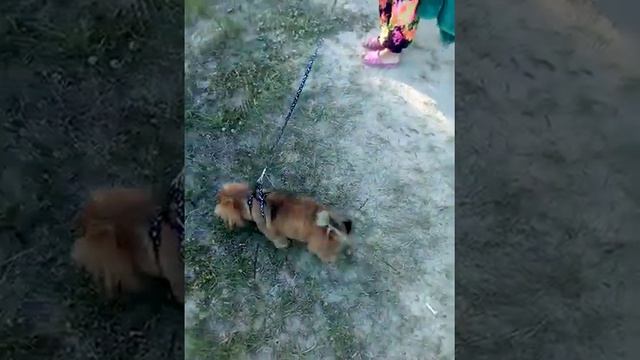 Пекинес Нора идёт с пляжа смотреть онлайн