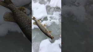 Смоленская область ловим крокодилов )