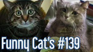 Смешные коты #139