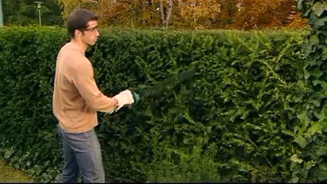 Foarfeca de taiat gard viu cu acumulator Li-ion BOSCH AHS 52 LI смотреть онлайн