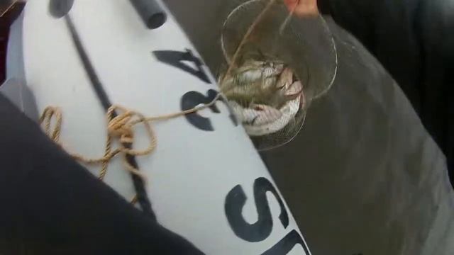 СУДАК!!! Ловля судака на Волге(джиг) смотреть онлайн