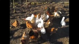Домашнее птицеводство приусадебного хозяйства Гуменюка М.С.  Состояние на 4. 04. 2019.