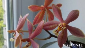 Обзор цветущего Phalaenopsis Bronze Maiden ( phal. schilleriana x manii black)
