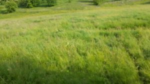 ГРИБНОЕ МЕСТО В ЧИСТОМ ПОЛЕ . КАКИЕ ГРИБЫ РАСТУТ В МАЕ . СБОР ГРИБОВ  ШАМПИНЬОНЫ