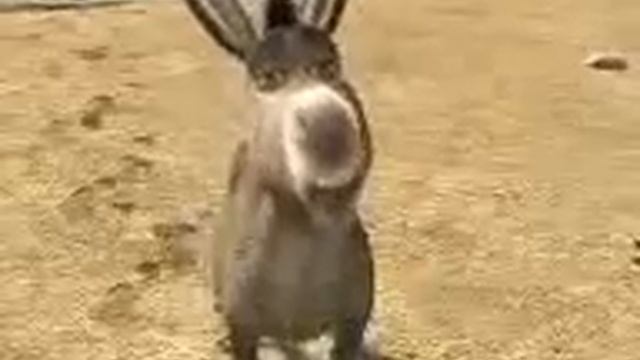 Ишак Шрек прикол смотреть онлайн