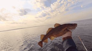 Рыбалка на треску в Балтийском море. ИДЕАЛЬНЫЙ ШТИЛЬ и солнечное небо!!!