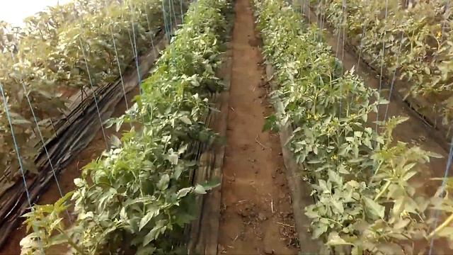 Затенение теплицы от солнца смотреть онлайн