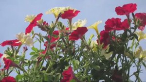 Городские цветы! Слайд-шоу под песню Михаила Боярскго