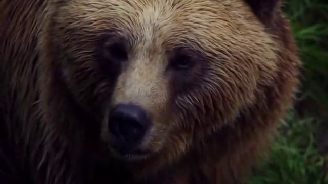 Самвел Адамян счастье есть, квартира для пупса \Saveliy Ad, семья Адамян, grandenikо vlog смотреть онлайн