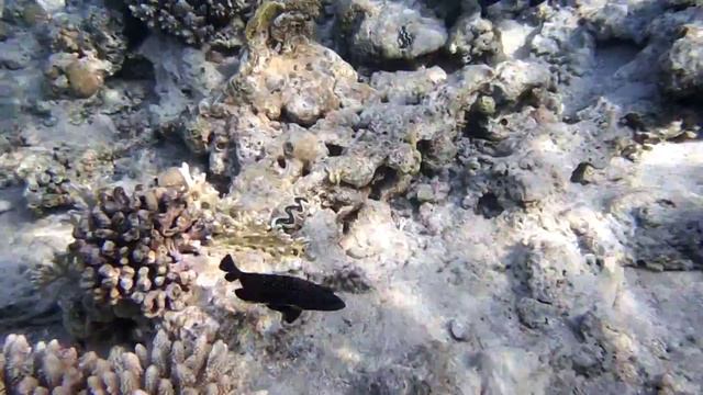 Мурена белая (перечная). Weisse Muräne. DSCF6589 смотреть онлайн