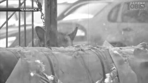 Яша Боярский / ГЛАЗА СОБАКИ, слова и музыка Яша Боярский