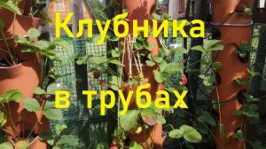 Клубника  в вертикальных и горизонтальных трубах
