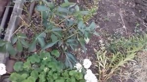 Уход за пионами осенью.