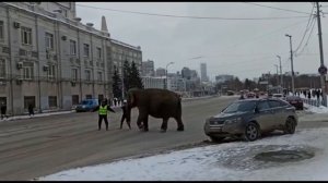 Сбежавшие из цирка слоны на улицах Екатеринбурга