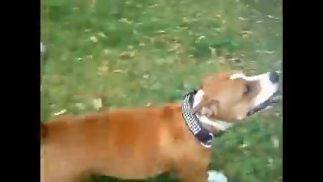 ласковый и нежный звер / english staffordshire bull terrier смотреть онлайн