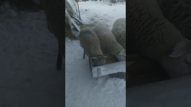 Беларусь. Катумские овцы. Мороз -20: зимуем с настроением! смотреть онлайн