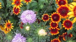 Самые красивые астры.31.08.2019