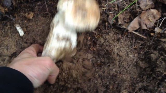 Подобабок.Земляные подберезовики.