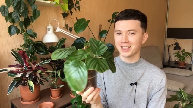 5 Комнатных Растений с которыми я не могу справиться смотреть онлайн