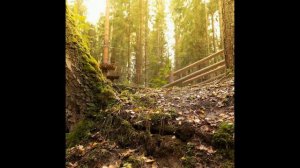 🔥 Я Тарзаниха, а может Маугли? Я лазаю по деревьям 🌲 ! Лесной экстрим. 🌳 Мир природы и красоты 🐾