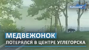 Медвежонок потерялся в центре Углегорска