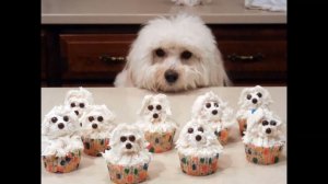 Идеи украшения кексов, которые станут украшением стола