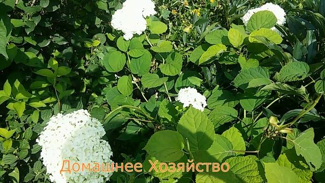 Гортензия древовидная//Как ухаживать за гортензией в Сибири смотреть онлайн