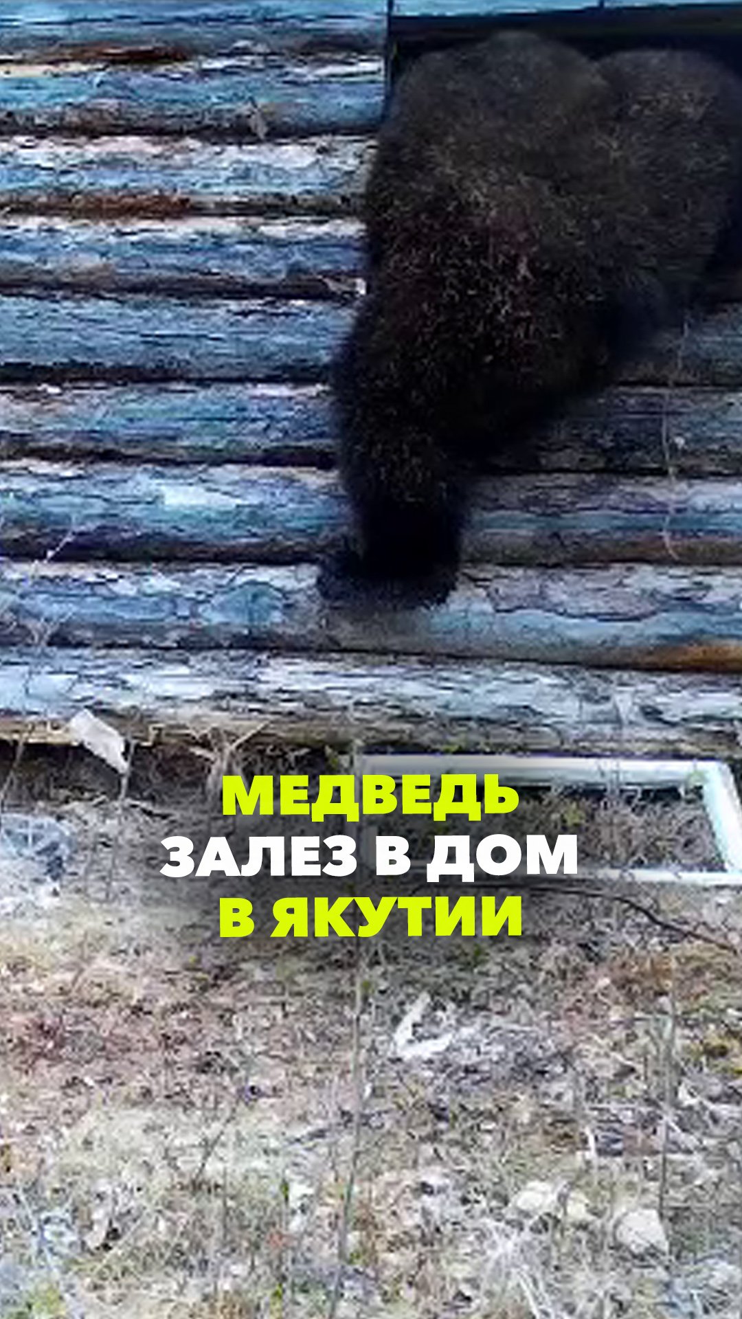 Медведь-вандал залез в дом лесника в Якутии - выломал окно