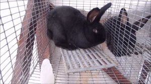 Породы кроликов: Настоящие Черно-Бурые