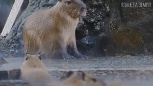Капибара: Самая большая водосвинка | Интересные факты про грызунов