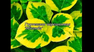Вариегатные растения - лиственные и хвойные, деревья, кустарники, цветы. Список.