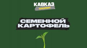 Кавказ накормит. Семенной картофель