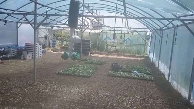 Делаем кассетную рассаду клубники