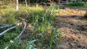 Swamp Food Plot - 10 Day Update - No Till Northwoods Sweet Feast, Clover & Oats