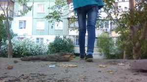 Спрыгнула...