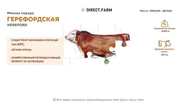 Герефордская мясная порода коров